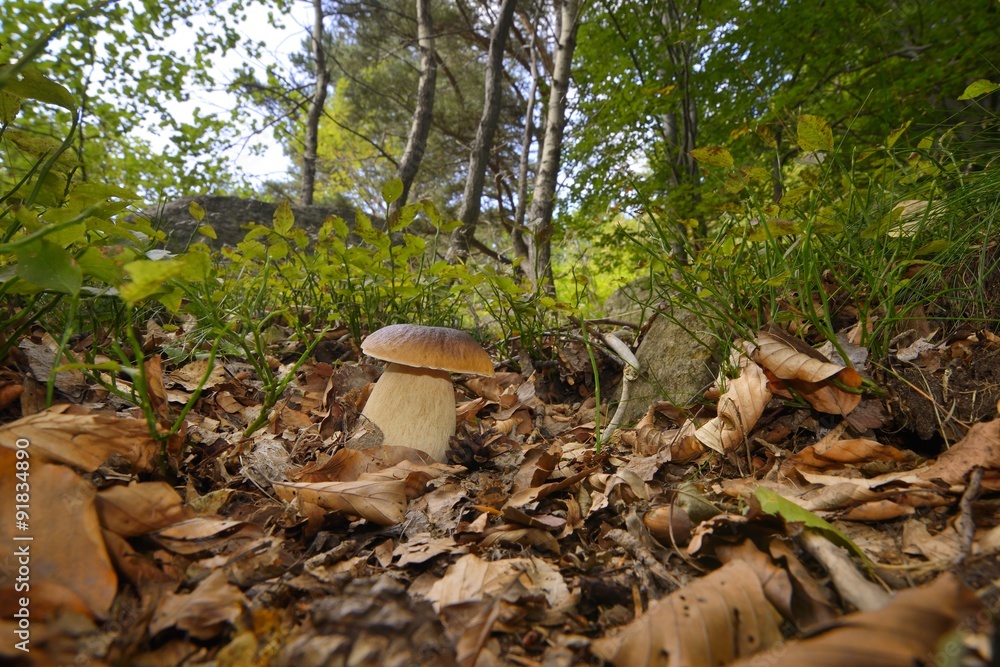 Fototapeta premium Boletus edulis, penny bun, porcino or cep