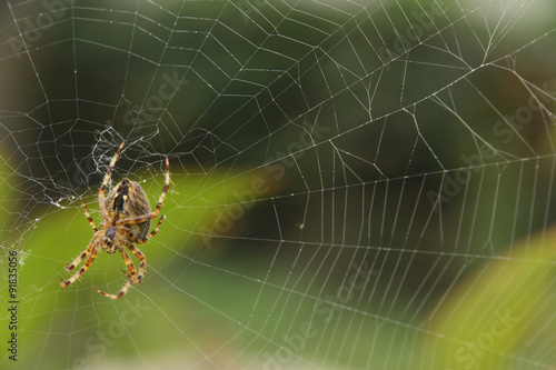  Eine Spinne lauert in ihrem Netz auf Beute, Das Netz aus feinen Fäden gesponnen und in der Mitte ein Baumeister der Natur , still und voller Erwartung © prophoto24