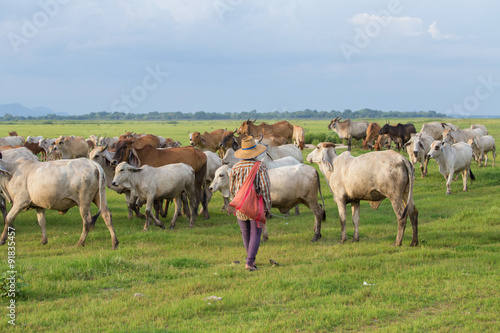 Asian farmer with her cows on field