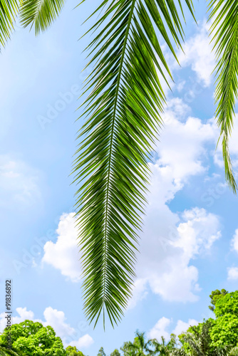 palm tree leaves under blue sky
