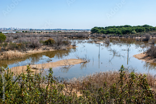Fotografie, Obraz Marshes of the Odiel river with shrubs, trees and swamps