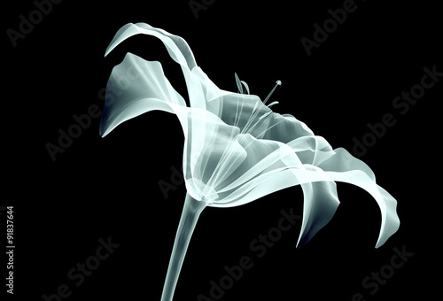 xray image of a flower isolated on black