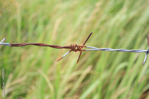 Wallpaper Mural Barbed wire fence and green field closeup Torontodigital.ca
