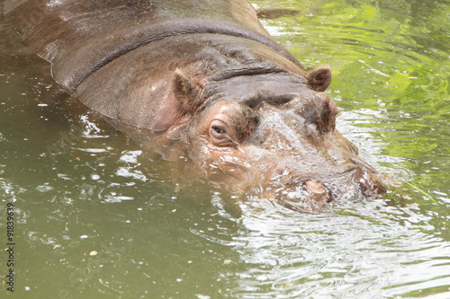 982 - hippopotamus