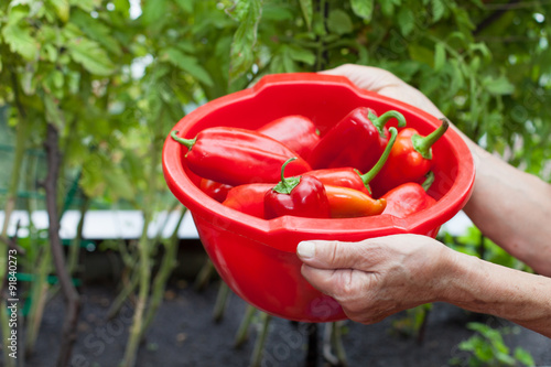 bowl with red peppers in hands