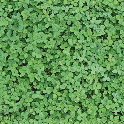 Background of the clover leaf. Seamless texture