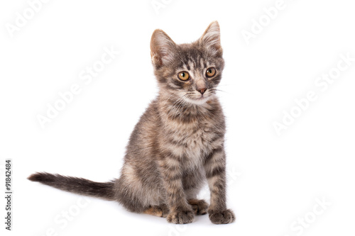 Young grey kitten © Stramyk Igor
