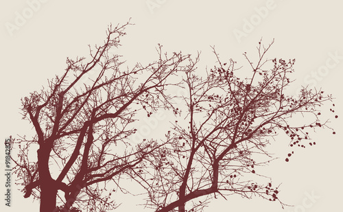 trees in the autumn