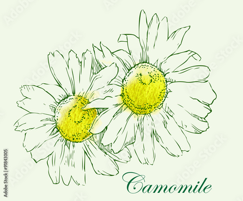 Camomile vector sketch.