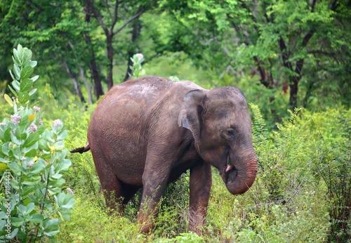 indian elephant eating