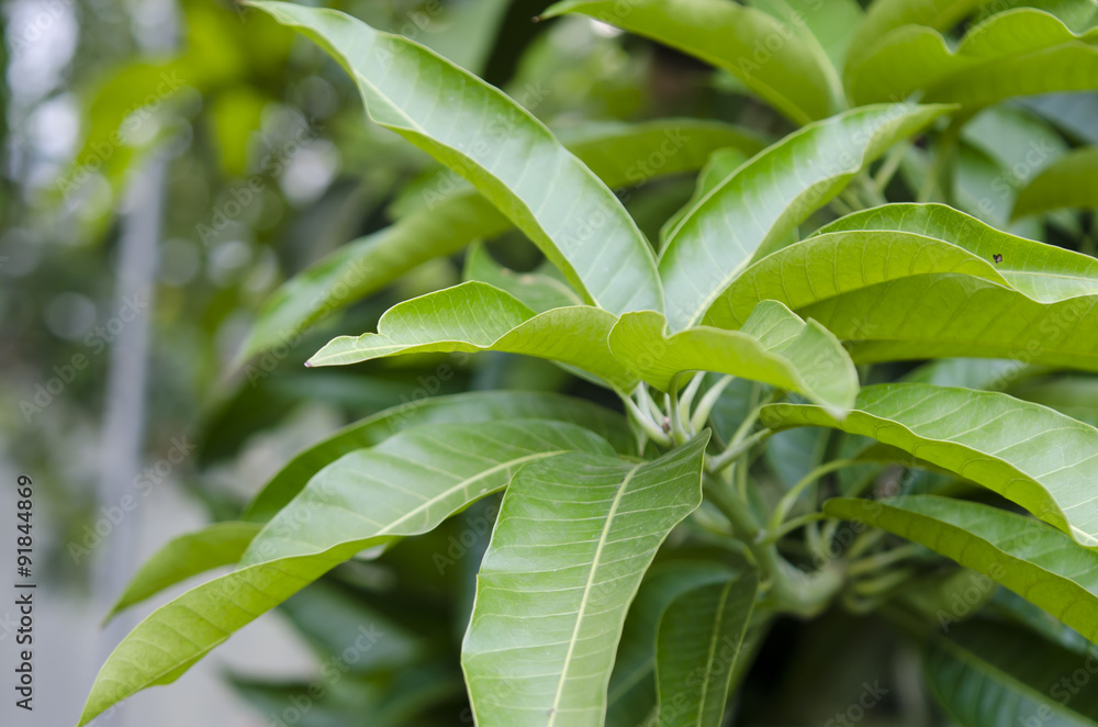 Obraz premium Mango leaves on the tree