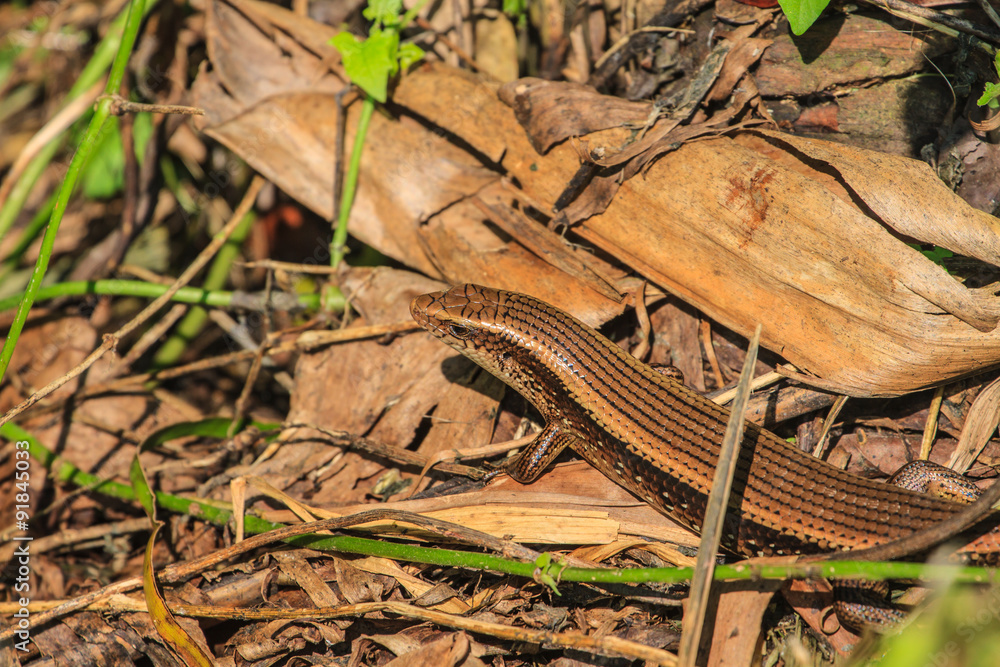 Obraz premium Common Forest Skink