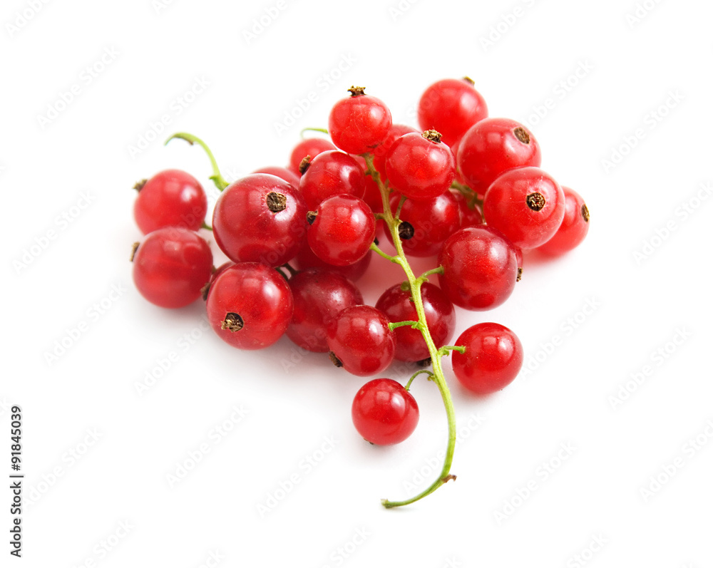 red currant on white background red currant on white background