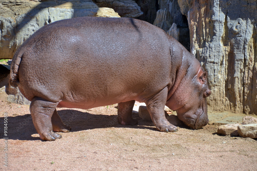 ippopotamo.che esce dall'acqua. sequenza di scatti ippopotamo.che esce dall'acqua. sequenza di scatti