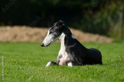 Galgo Espanol