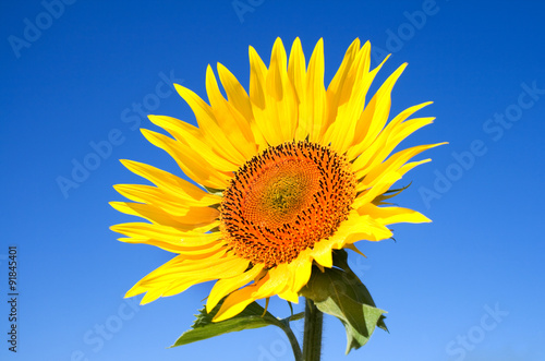 sunflower against the blue sky