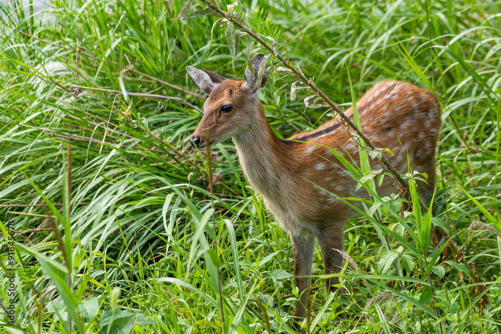 Sika Deer in grassland Sika Deer in grassland