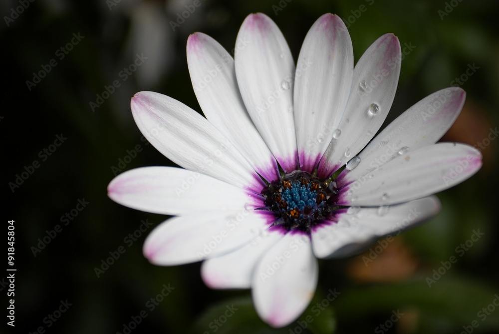 Makro Blume Osteospermum Asteraceae Makro Blume Osteospermum Asteraceae