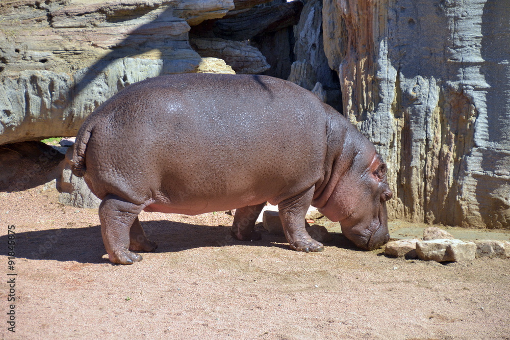ippopotamo.che esce dall'acqua. sequenza di scatti ippopotamo.che esce dall'acqua. sequenza di scatti