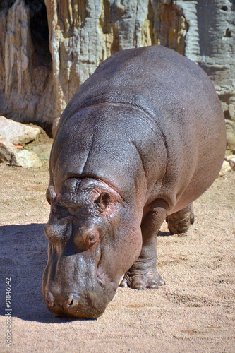 ippopotamo.che esce dall'acqua.  sequenza di scatti