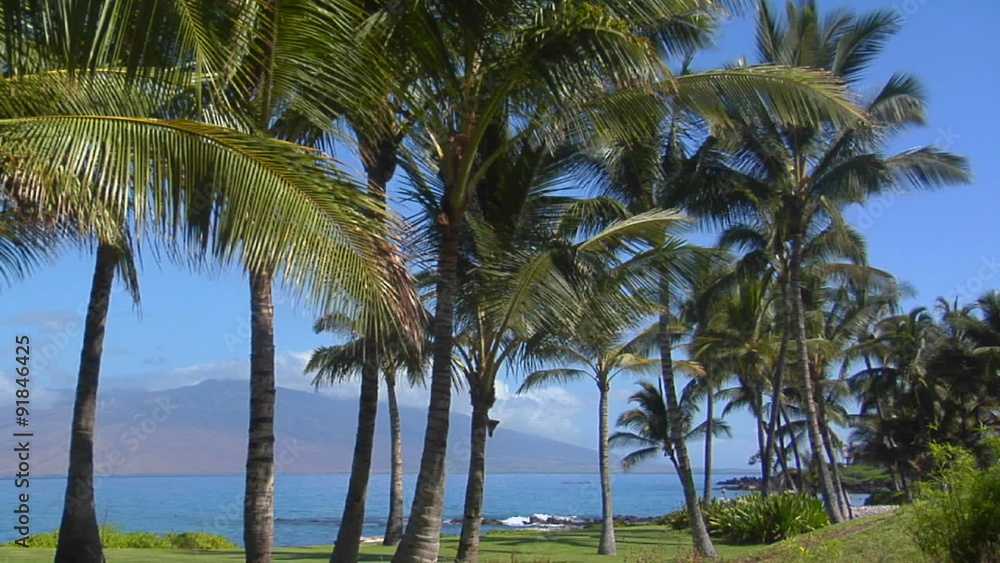Palm trees grow along a beautiful stretch of beach in Hawaii. Palm trees grow along a beautiful stretch of beach in Hawaii.