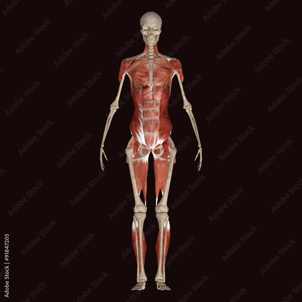 human body human body