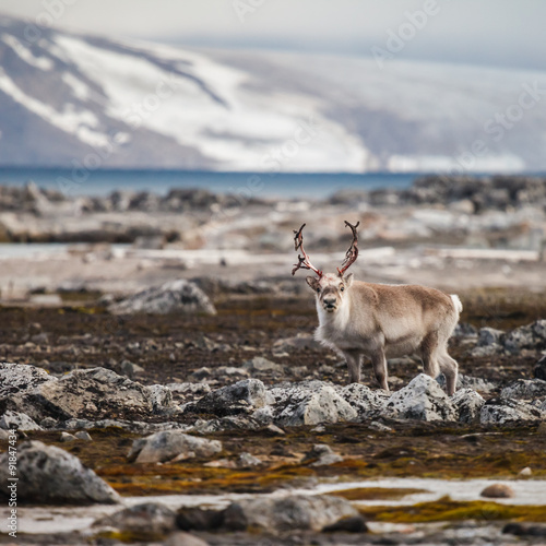 Svalbard Reindeer