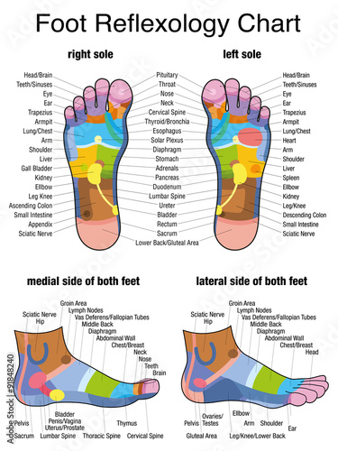 Reflex zones of the feet - soles and side views - accurate description of the corresponding internal organs and body parts. Isolated vector illustration on white background.