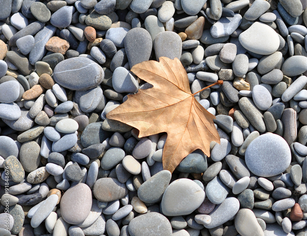 Leaf on the rocks Leaf on the rocks