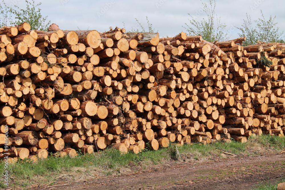 A Collection of Freshly Felled Pine Tree Logs.