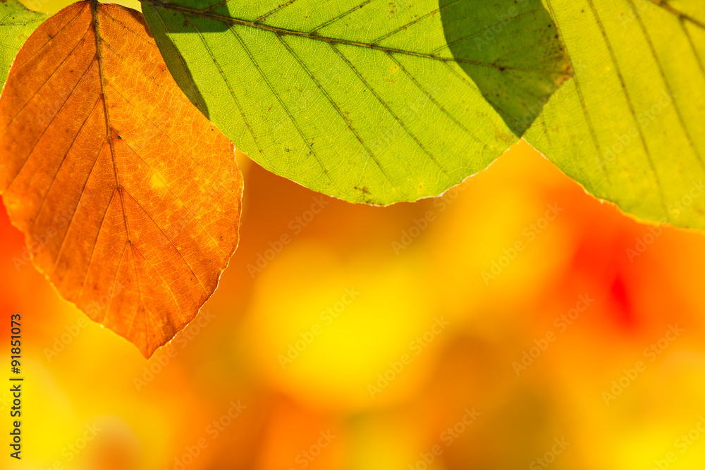 Colorful autumnal background with leaves Colorful autumnal background with leaves
