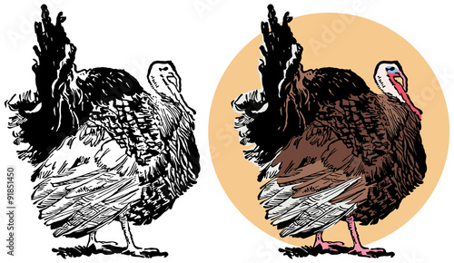 Turkey illustration