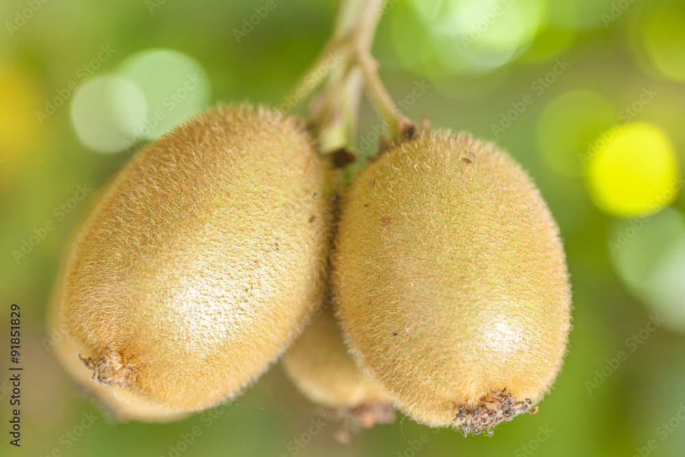Kiwi fruit on a branch Kiwi fruit on a branch