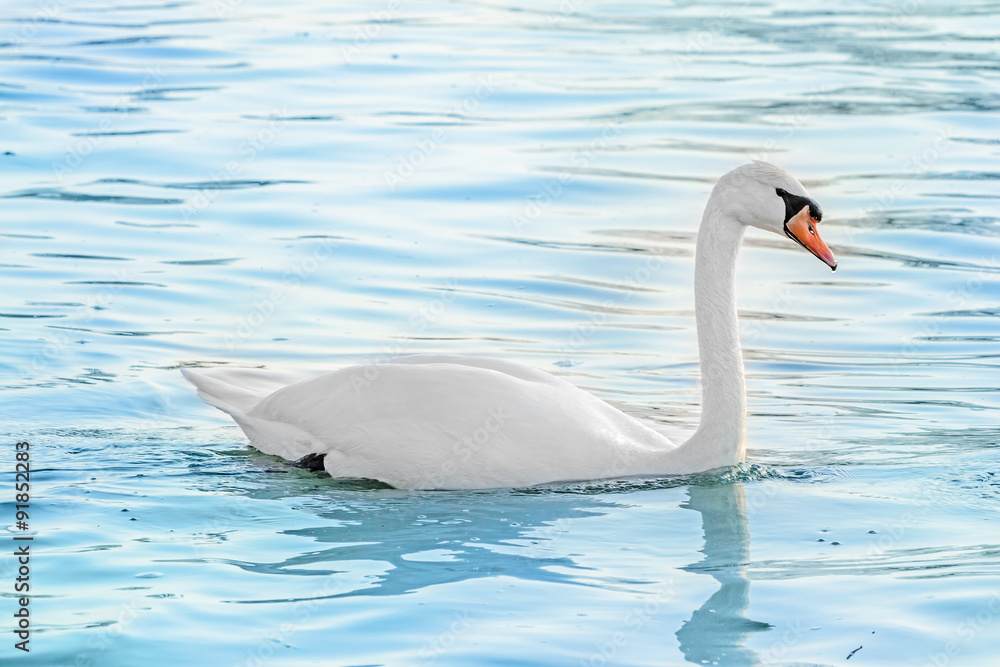 Fototapeta premium white swan