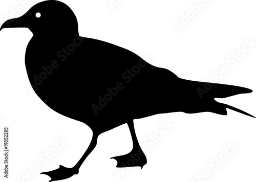 Silhouette of seagull