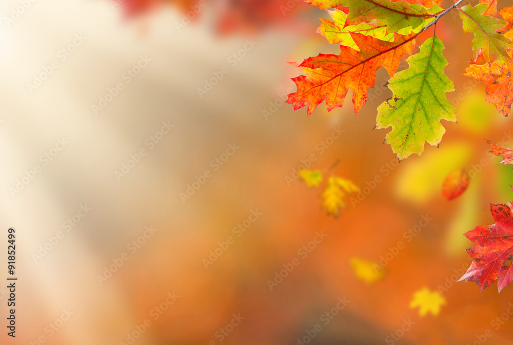 Colorful autumnal background with leaves