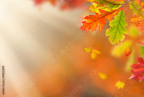 Colorful autumnal background with leaves