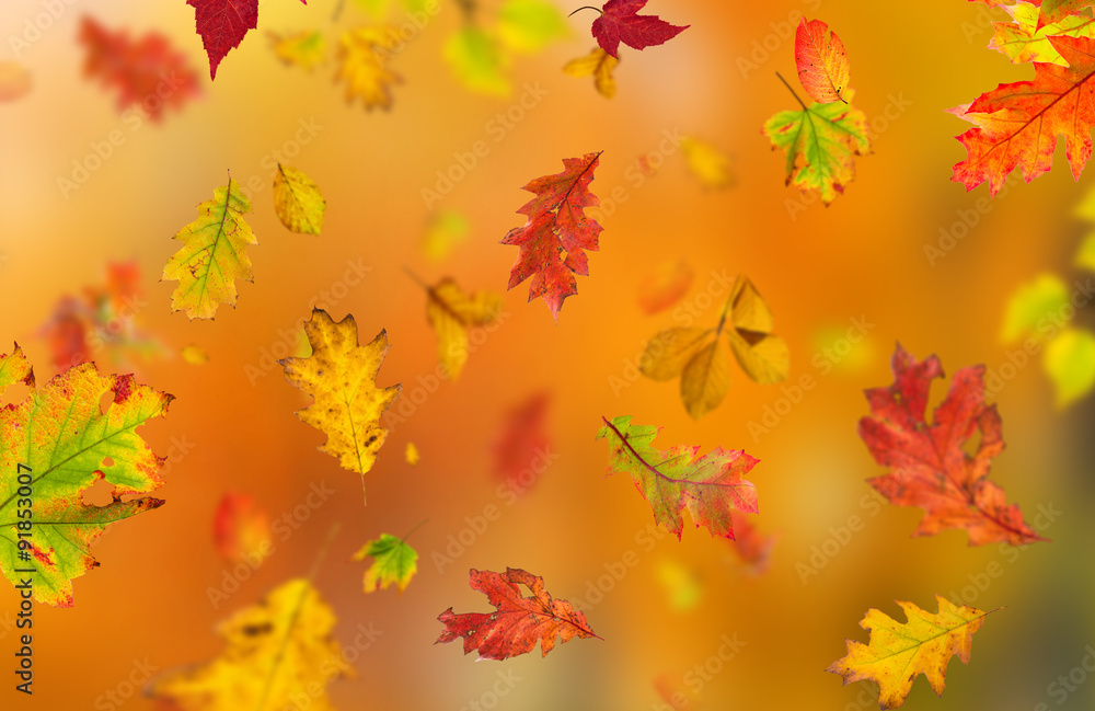 Colorful autumnal background with leaves Colorful autumnal background with leaves
