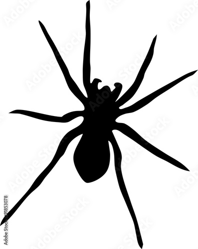 Silhouette of spider