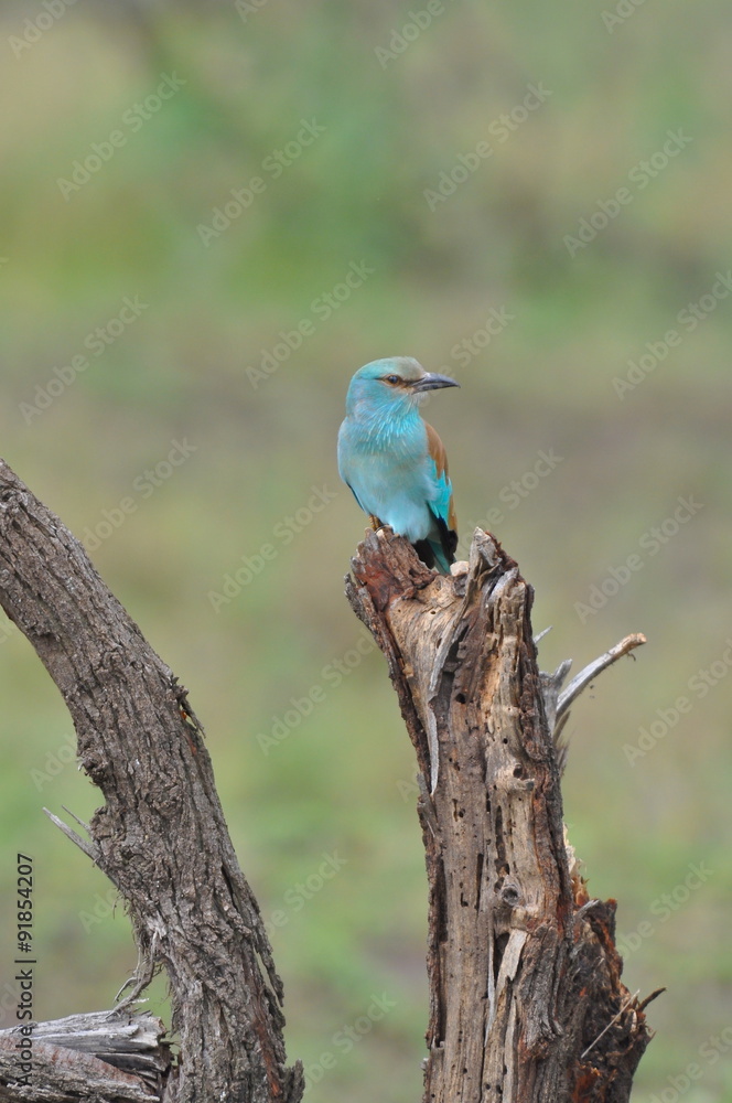 Fototapeta premium Martin-chasseur, Afrique
