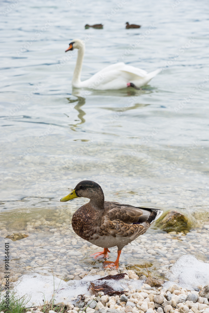 Ducks and swan enjoying a nice day on the lake Ducks and swan enjoying a nice day on the lake