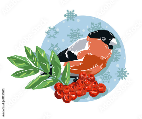 bullfinch vector illustration isolated bird