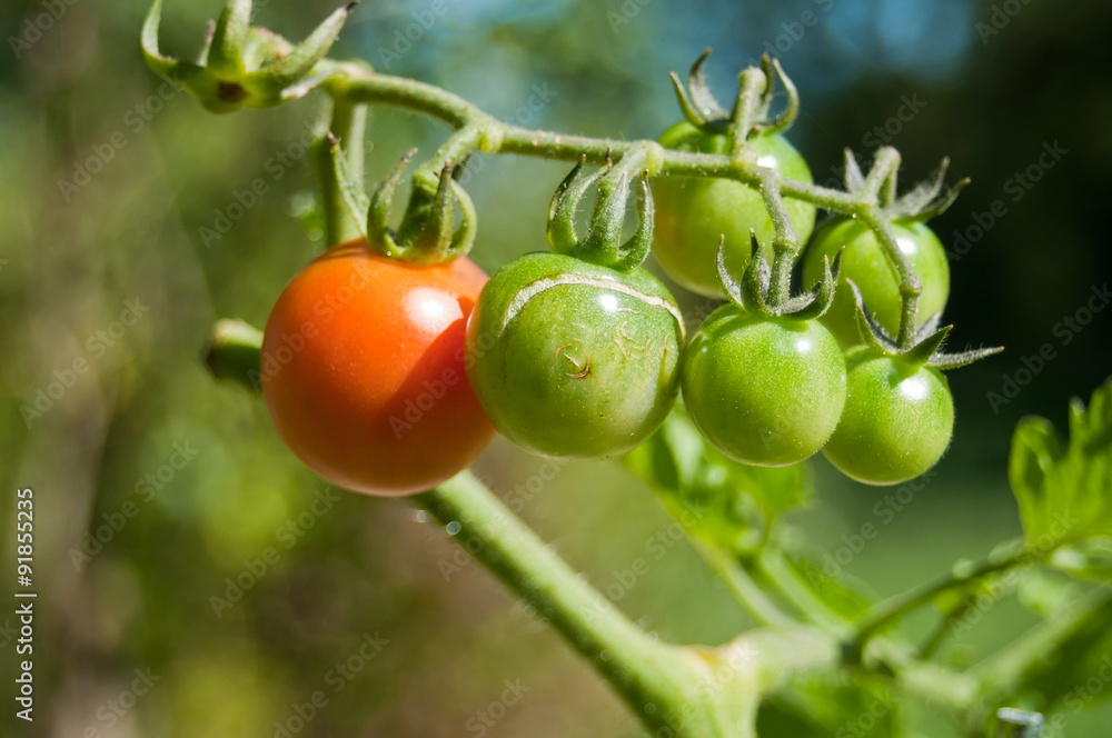 tomates bio dans un jardin potager