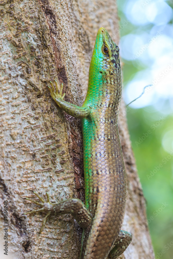 Fototapeta premium Olive Tree Skink