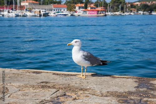 Seagull standing in the harbor