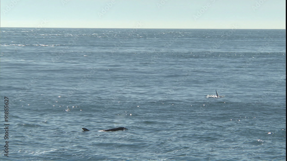 Orca-5 Orca-5