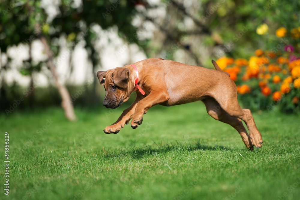 happy ridgeback puppy jumping on grass happy ridgeback puppy jumping on grass