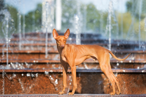 cirneco dell etna dog at the fountain