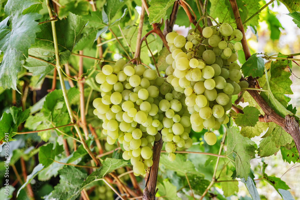 Fresh Green grapes on vine.