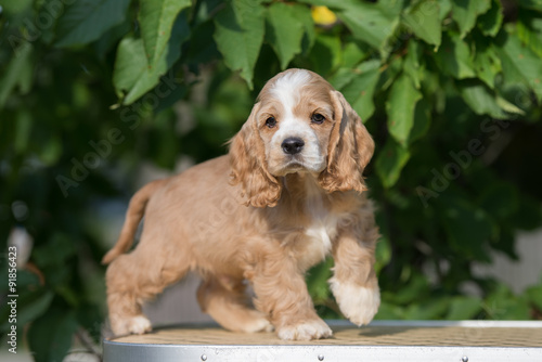 adorable american cocker spaniel puppy standing outside